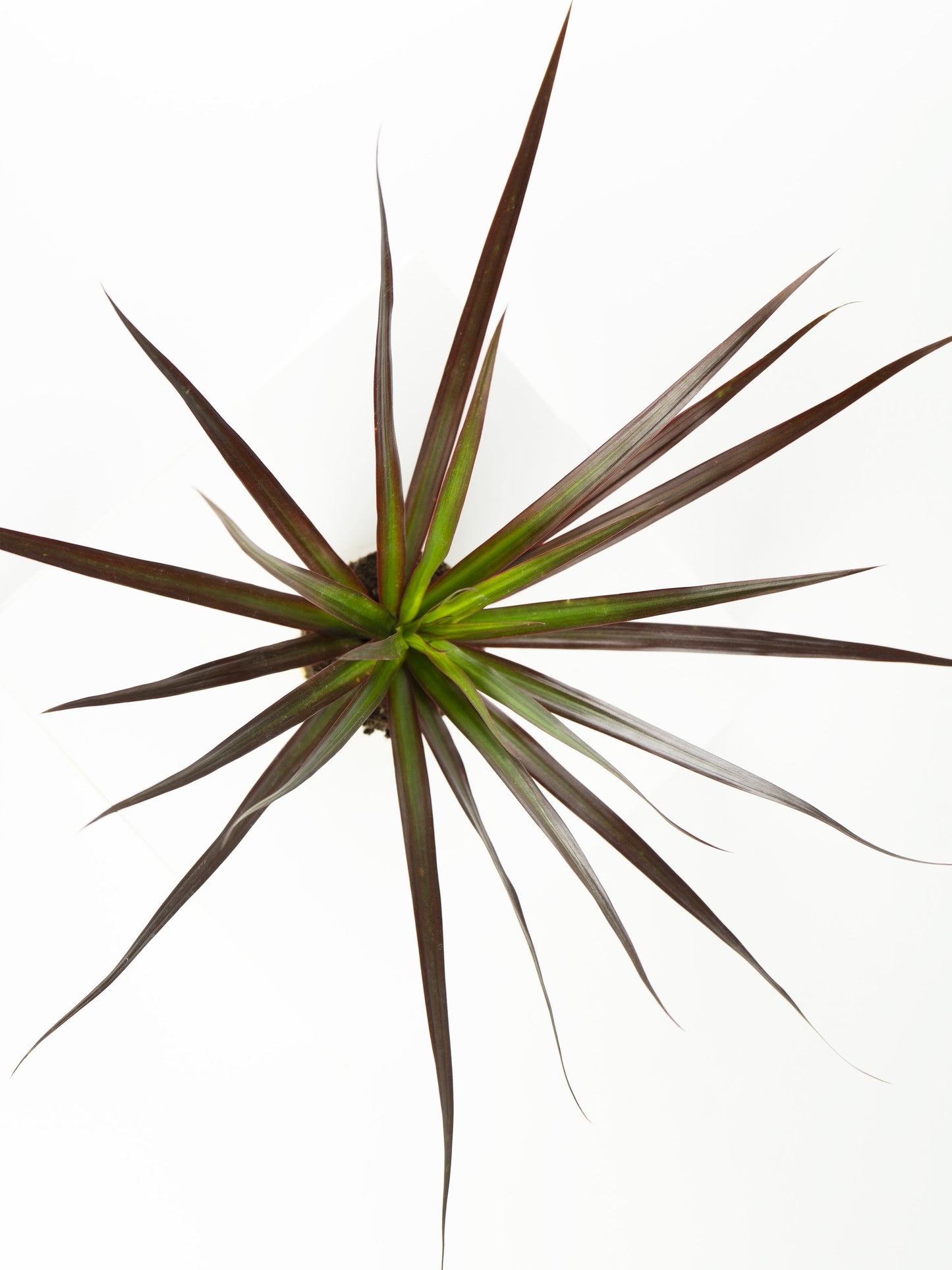 Mini Dracaena Marginata Magenta