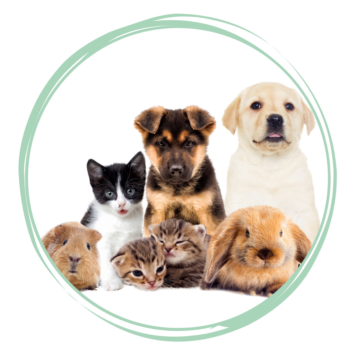 Pet Supplies